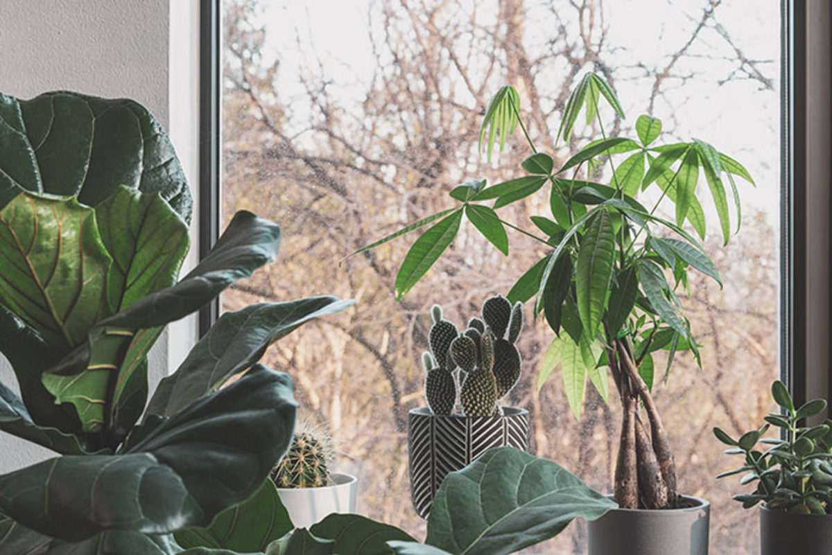 Houseplants respond to lengthening, strengthening daylight in late winter with a flush of new growth and a need for more water, nutrients and possibly a bigger pot.