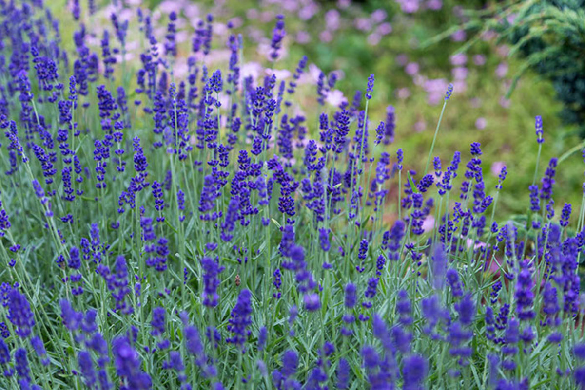 Intensify the lavender experience by placing plants where they'll be brushed against.