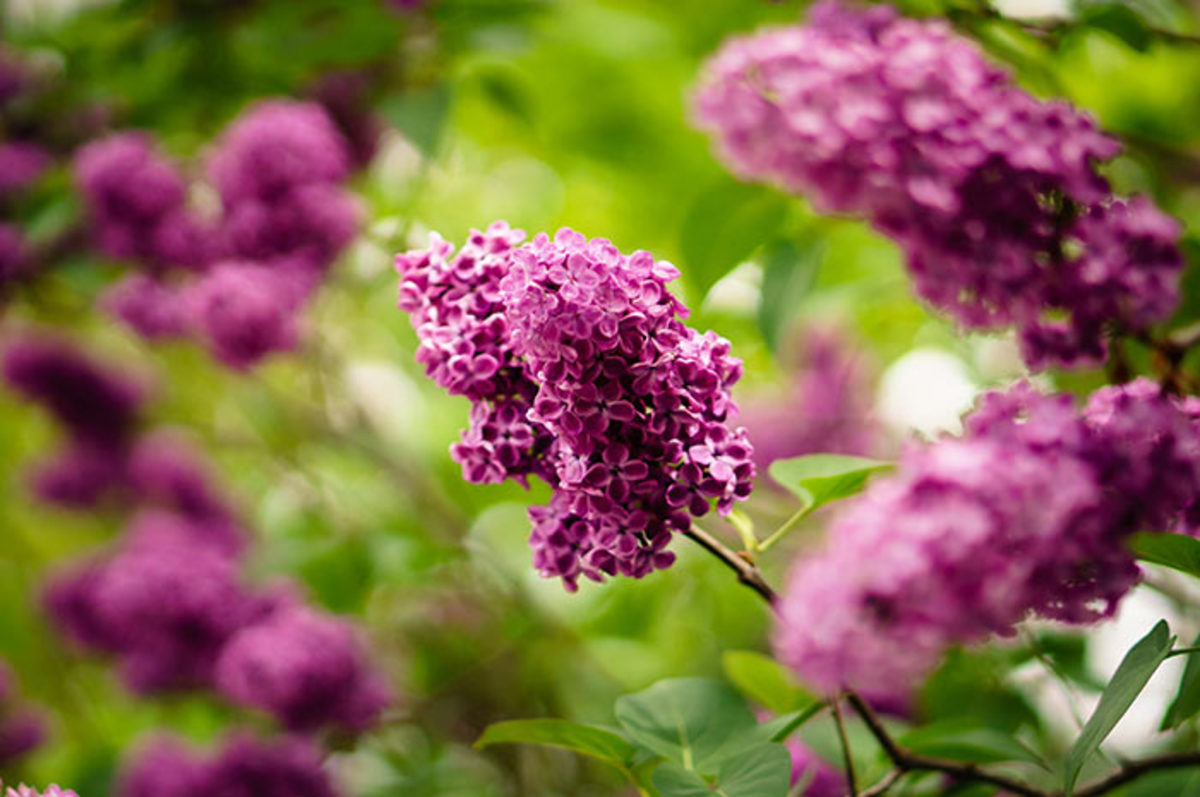Lilac is beloved for its fragrance that wafts on the air in the spring.