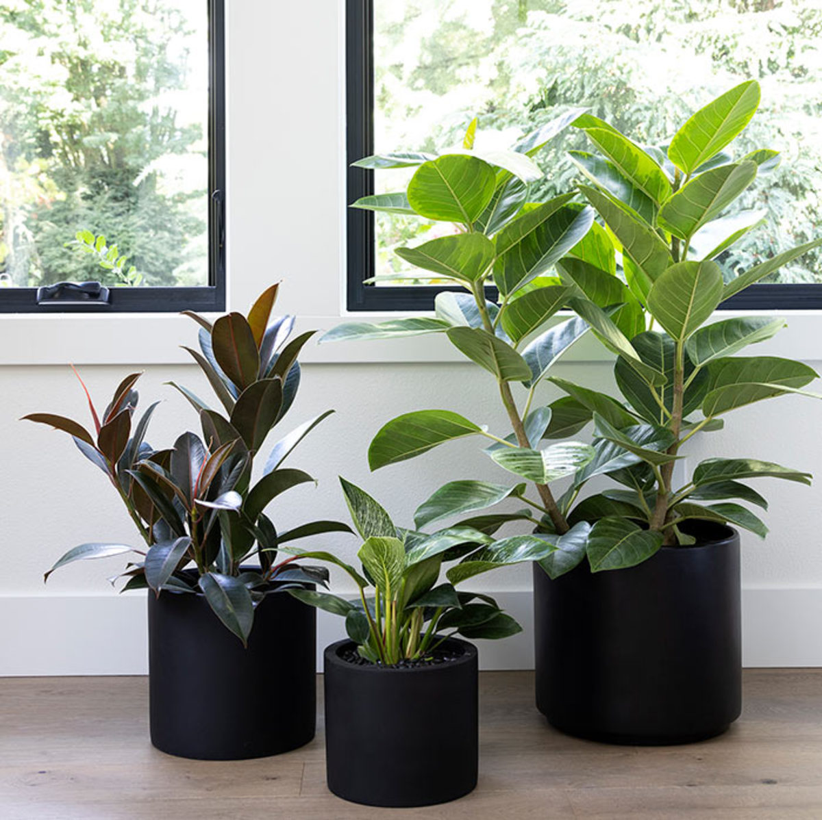 Left to right: 'Abidjan' rubber plant, 'Birkin' philodendron and 'Variegata' council tree
