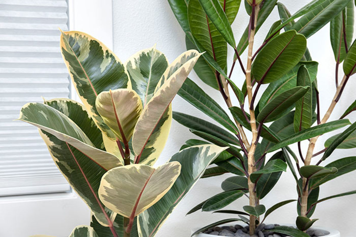 Left to right: 'Tineke' rubber plant and 'Tresor' West Indies fig