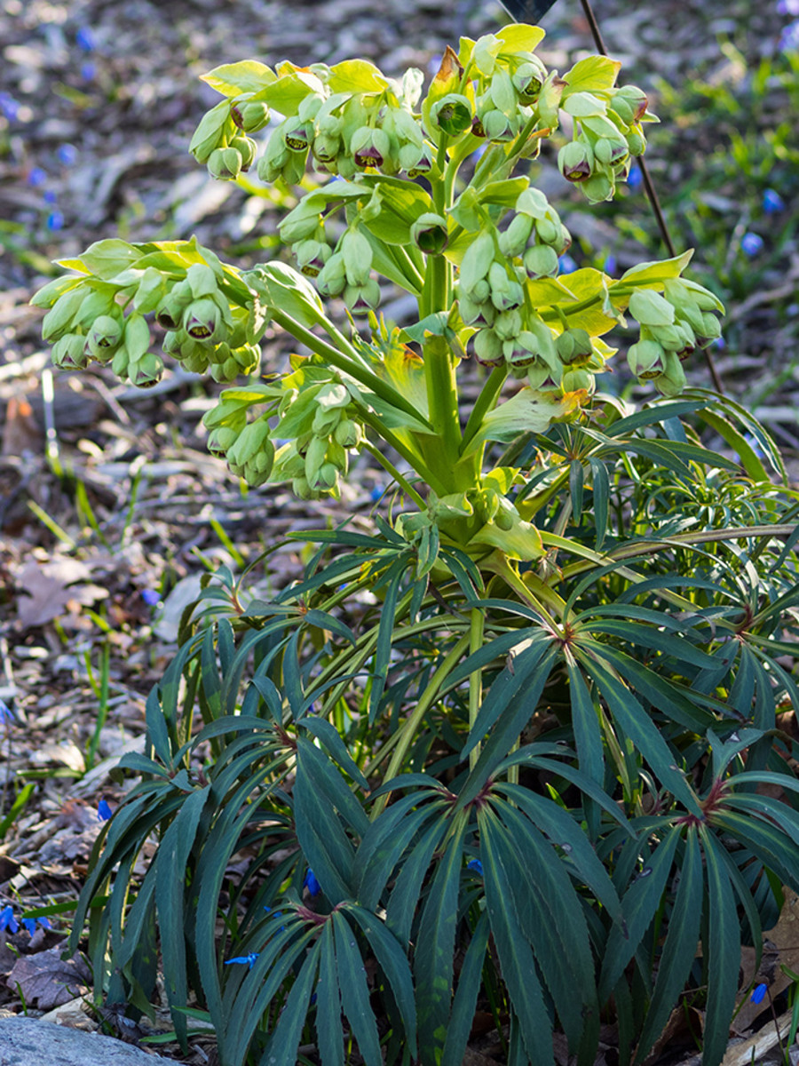 Stinking hellebore begins its long-lasting show of green flowers in early to mid-spring.
