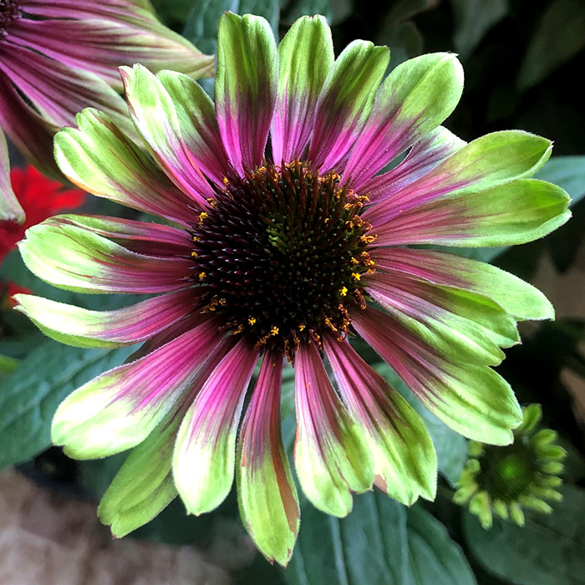 'Sweet Sandia' coneflower features bicolor green and pink rays.