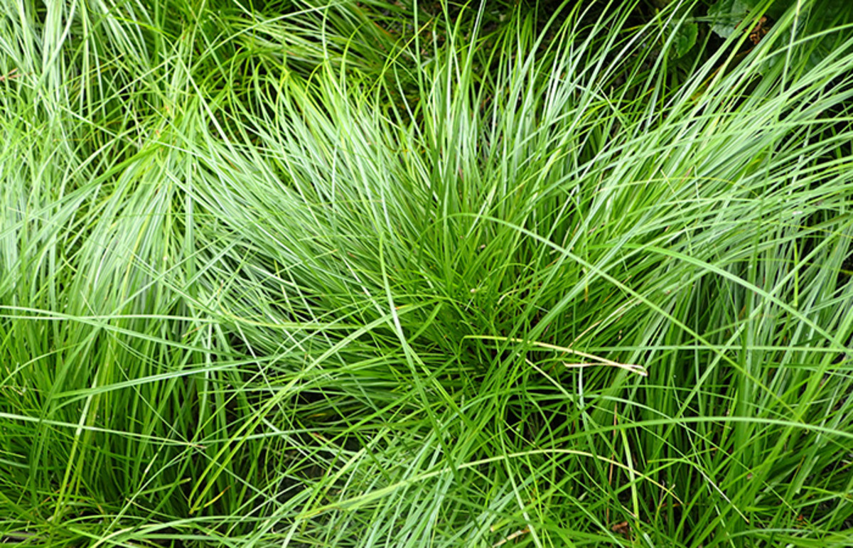 Pennsylvania sedge is a fine-textured species suitable as a low-traffic lawn in dry shade. It can also take sun if the soil remains moist.
