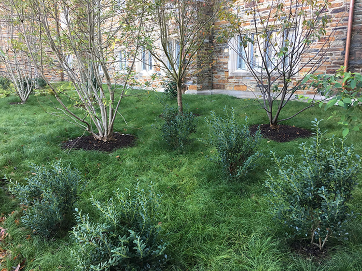 Carex texensis serves as a low-maintenance lawn surrounding the trees and shrubs in this courtyard. Photo courtesy of Hoffman Nursery.