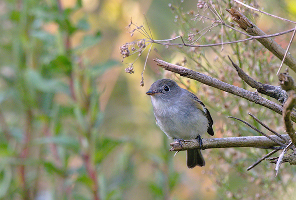A least flycatcher uses a dead branch as a lookout for insect prey.