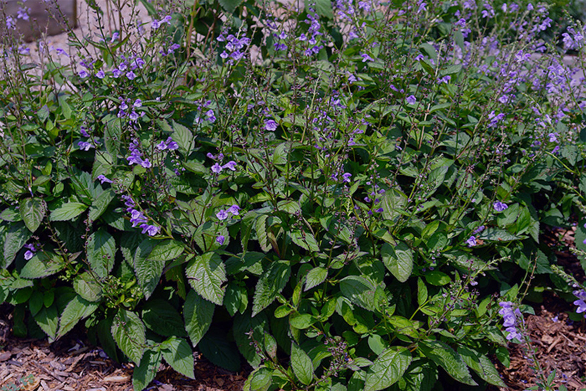 'Appalachian Blues' skullcap blooms from late spring into summer.