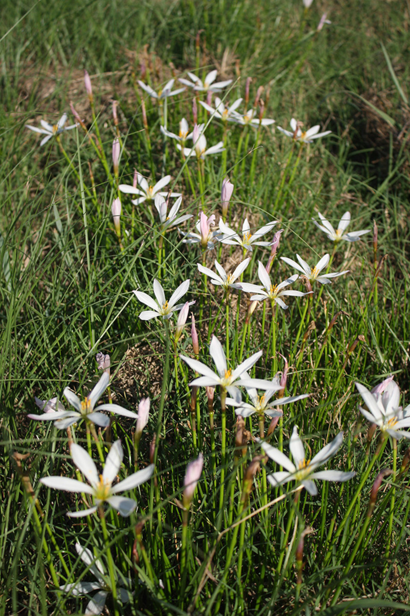 Rain lily (Zephyranthes candida) has proven itself in the dry heat of Texas.