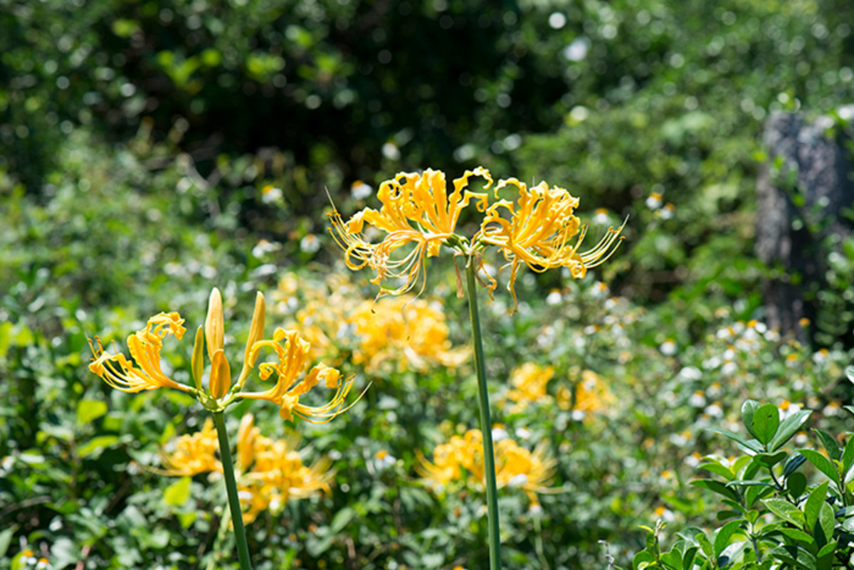 Lycoris aurea is another bulb that Chris has found in neglected homesteads.