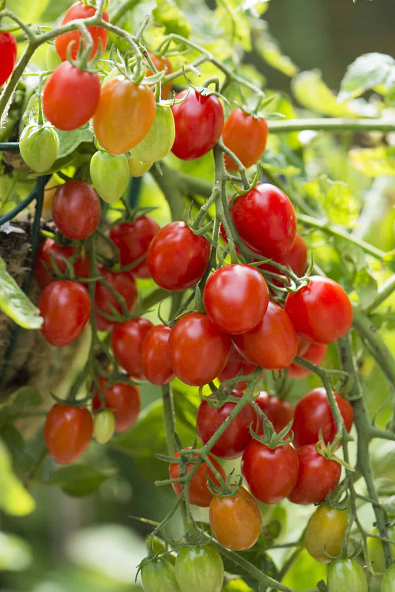 'Fantastico' tomato is a small, trailing variety named an All-America Selections award winner.