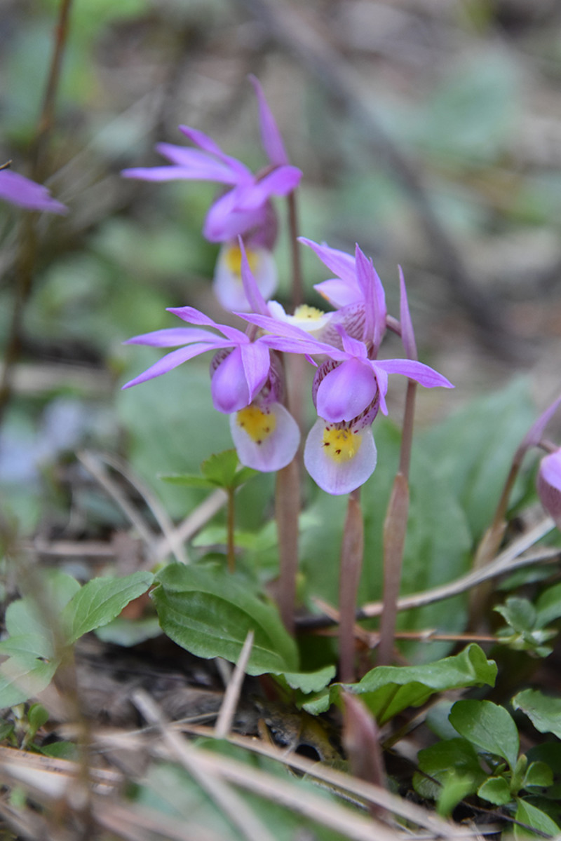 Fairy slipper orchid grows in central Montana.