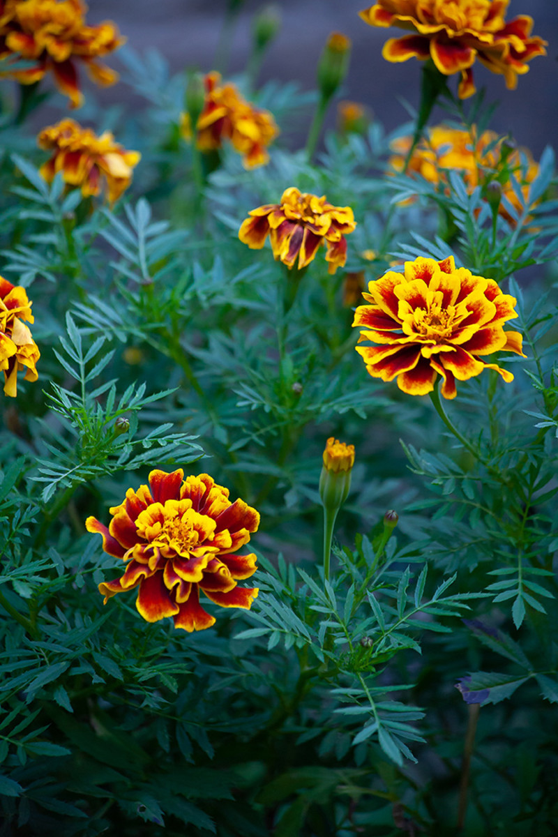 Marigold is one plant that benefits from pinching when young. This practice results in a compact, bushy shape and more flowers (in the right growing conditions).