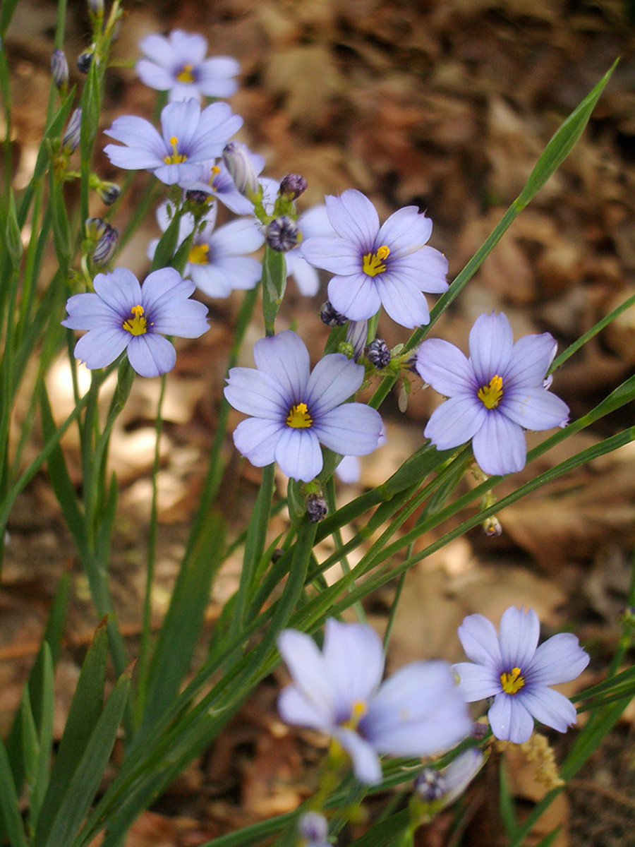 Narrowleaf blue-eyed grass
