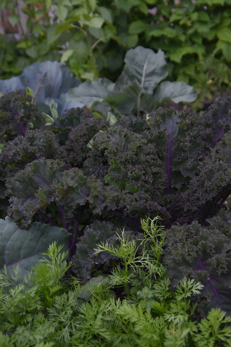 Purple kale grows alongside carrot foliage in Amy's garden.