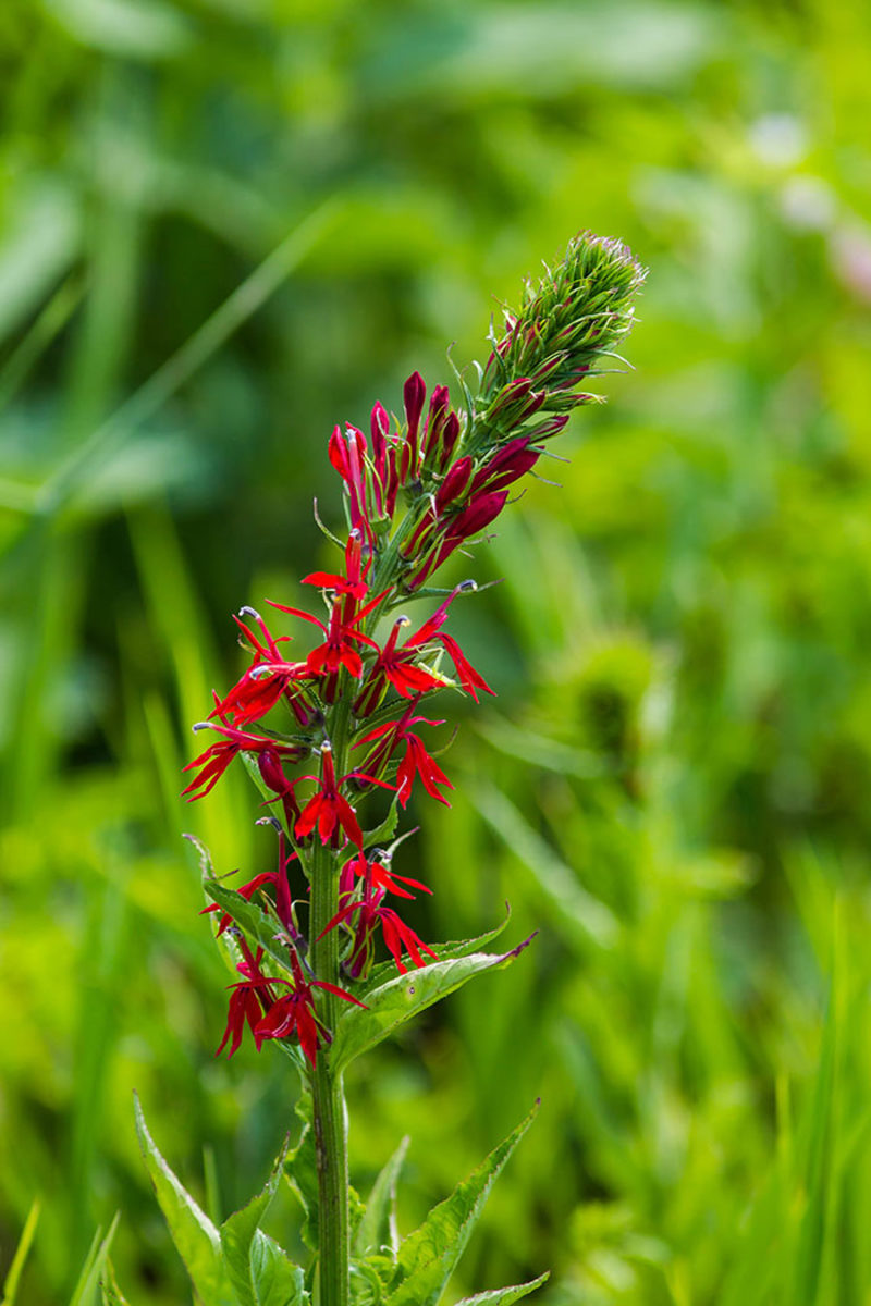 Cardinal flower, or Lobelia cardinalis, is a summer-blooming perennial that occurs naturally in wet woods and swamps. It can be short lived, but when happy it will persist through self-seeding.