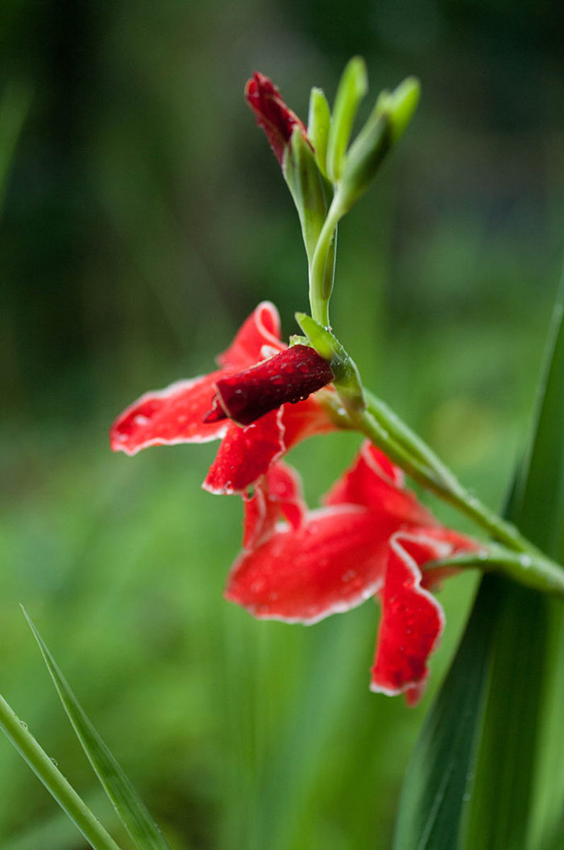 The heirloom gladiolus variety 'Atom'