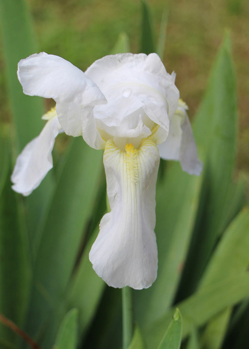 'Immortality', a reblooming bearded iris