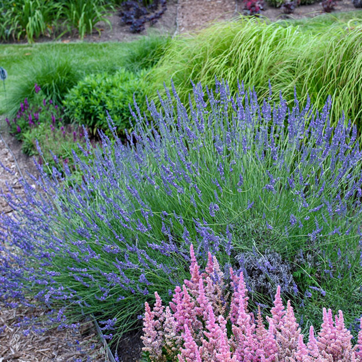 Phenomenal lavender, which withstands cold winters and hot, humid summers