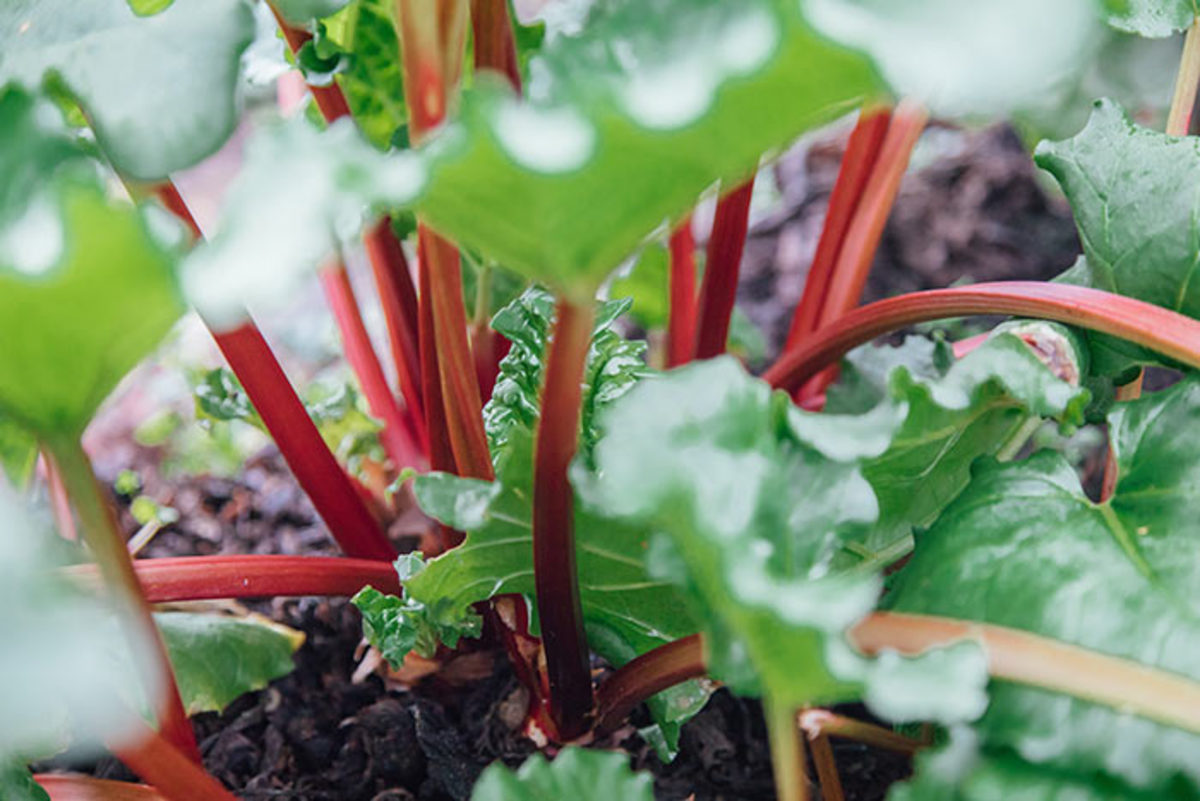Perennial crops like rhubarb are a favorite of permaculture gardeners because they grow without soil disturbance that releases carbon.
