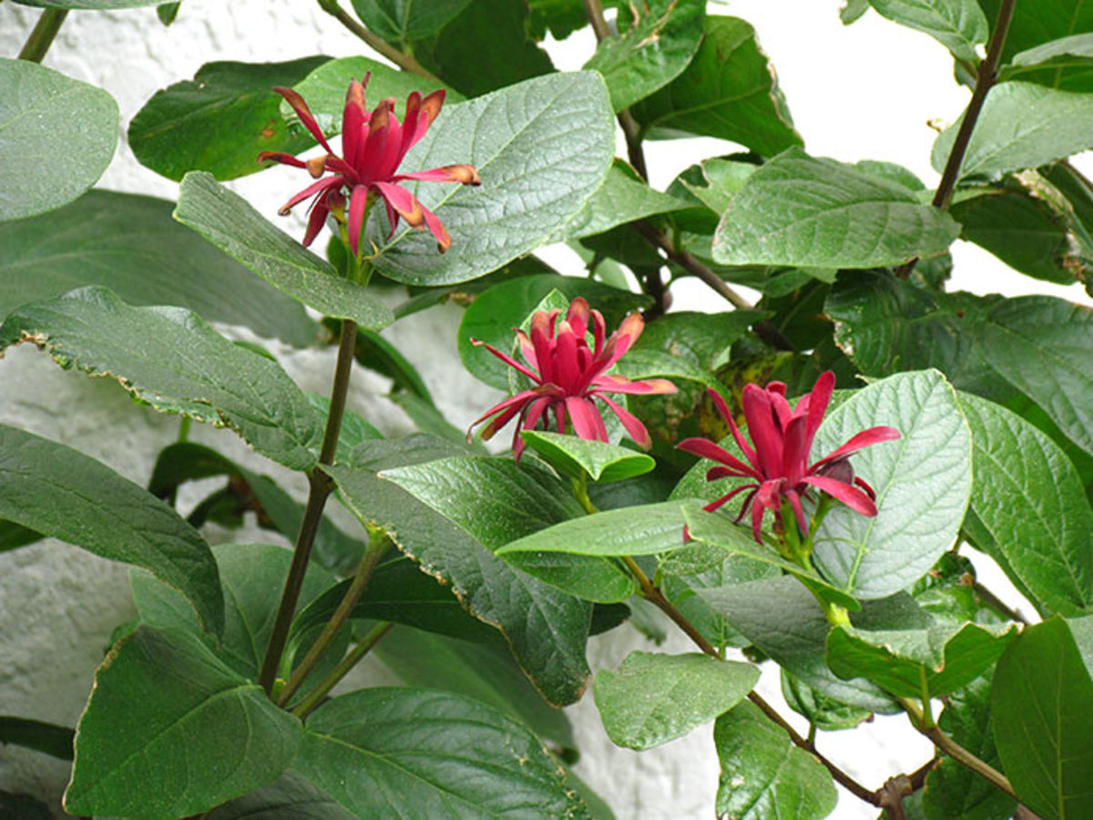 Calycanthus occidentalis is an even larger shrub that hails from the West Coast.