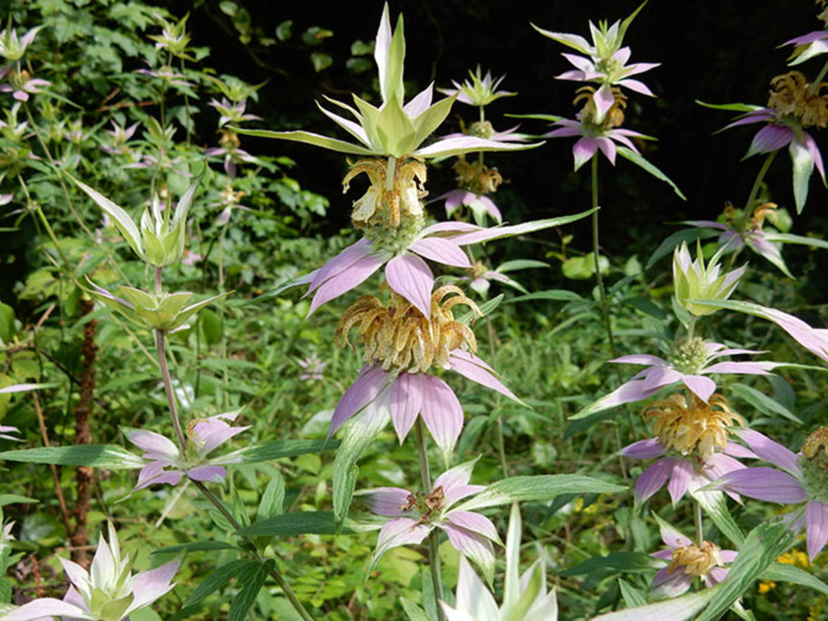 Spotted beebalm is a great pollinator plant and it can take some drought, unlike other monardas.