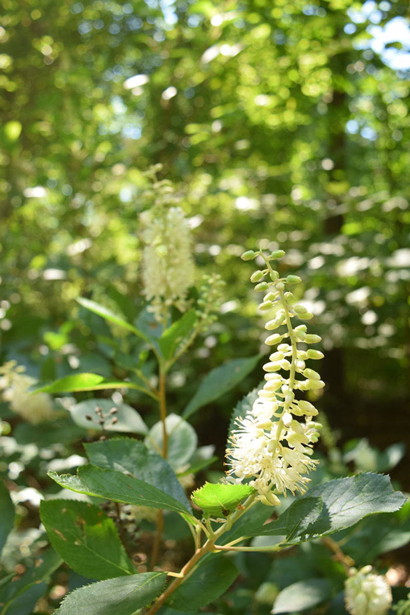 Clethra alnifolia, or summersweet, is a summer-blooming shrub that takes part shade.
