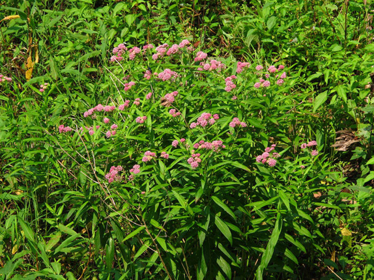 Asclepias incarnata has an upright, clumping habit to about four feet tall.