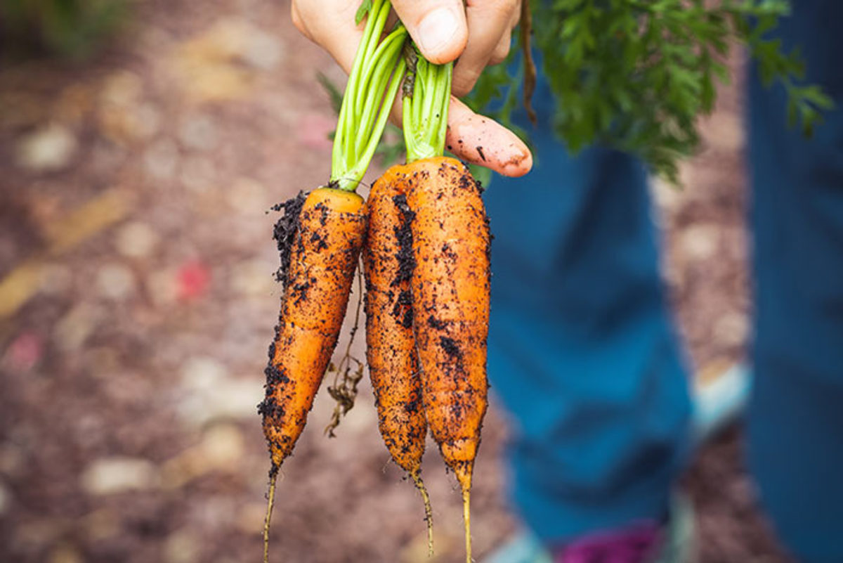 After the last of the carrots are pulled, replace them with quick-to-mature varieties of cucumbers, bush beans or zucchini.