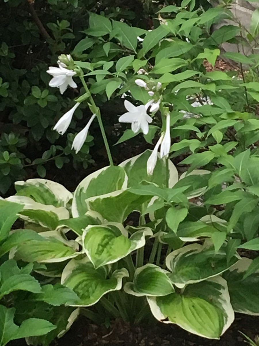 'Diana Remembered' is a small to medium hosta with substantial summer flowers and white-edge leaves.