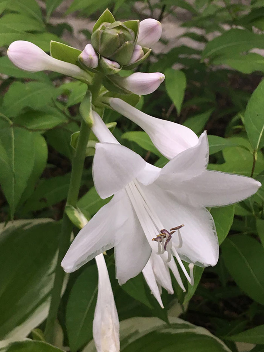 The flowers are large and fragrant.