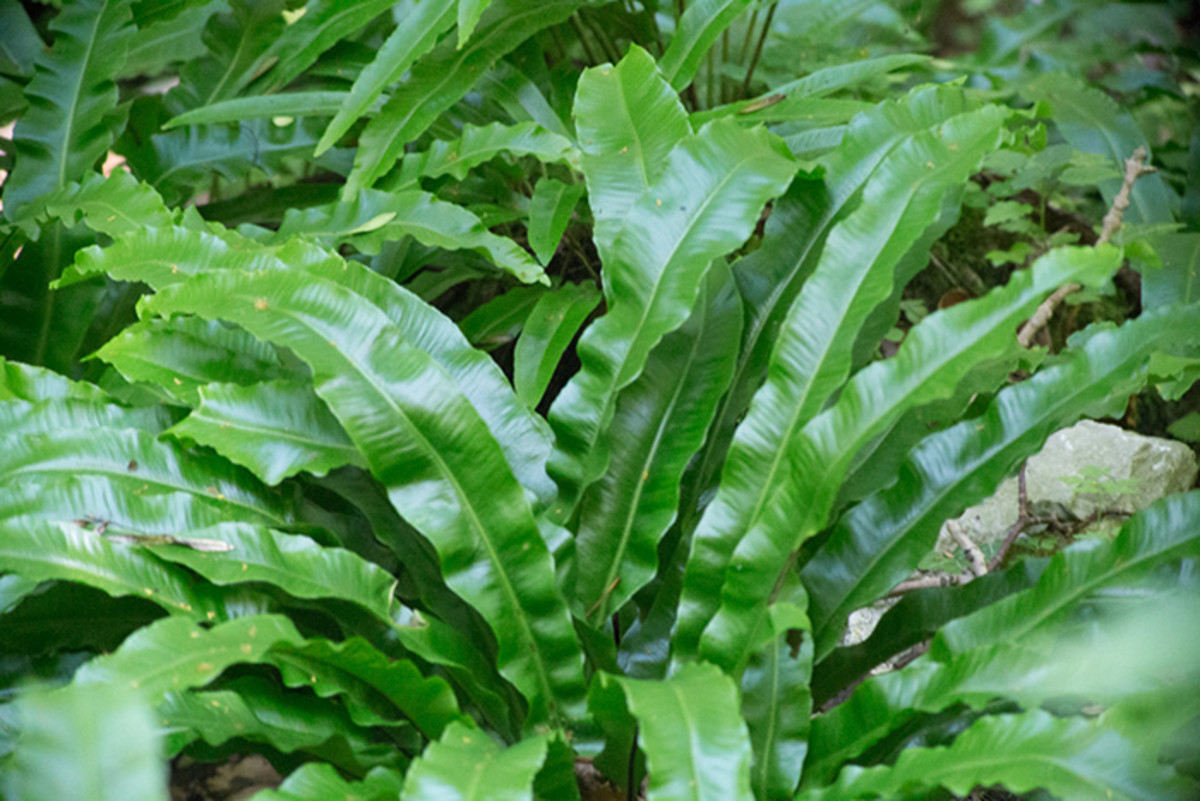 Hart's tongue fern has strappy foliage that contrasts with fine needles.