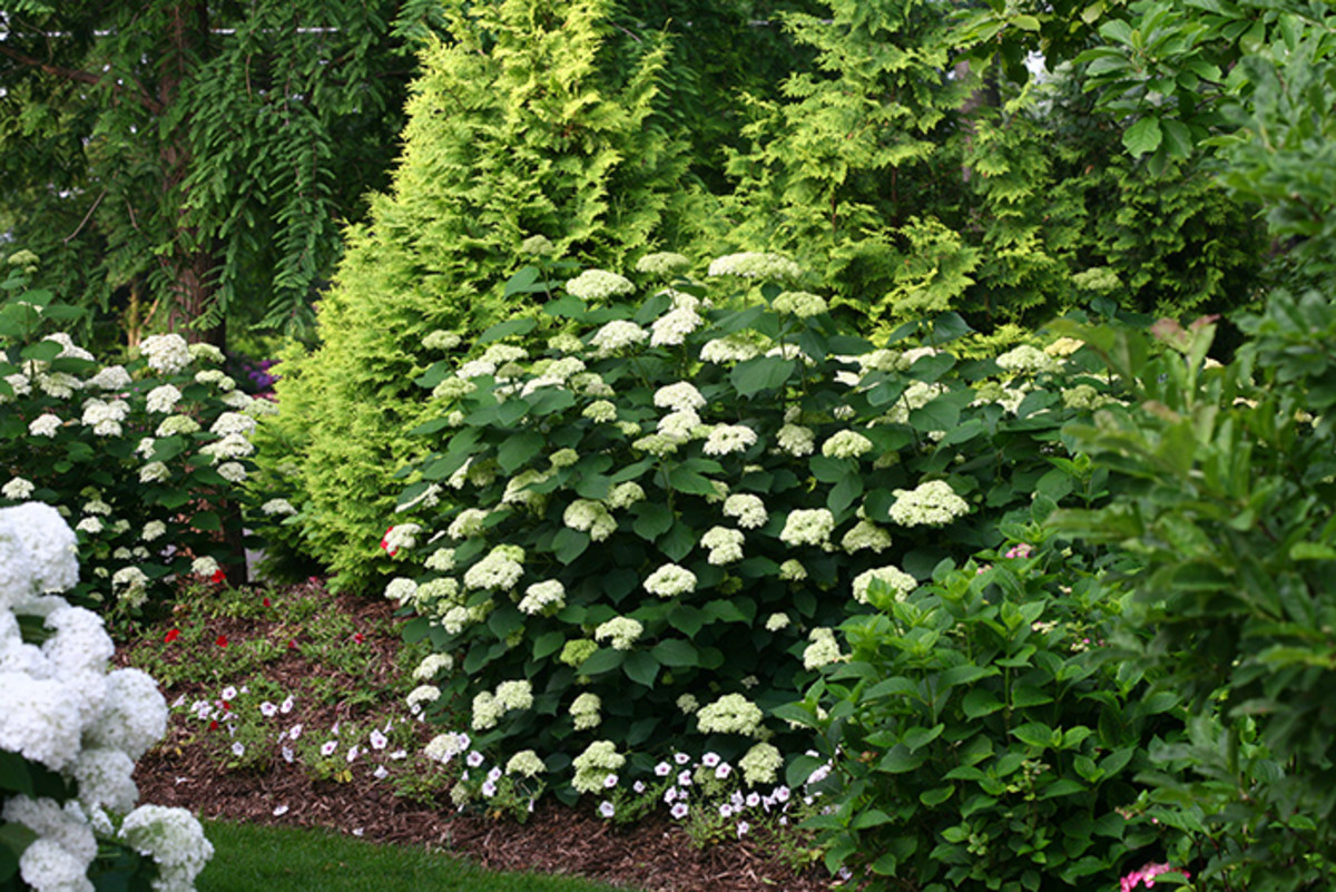 Image of Smooth hydrangea that likes shade