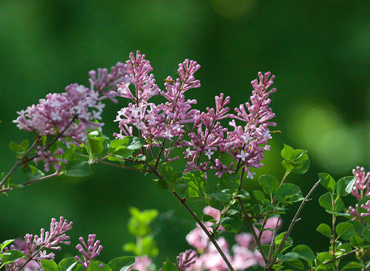 purple flowering shrubs bushes