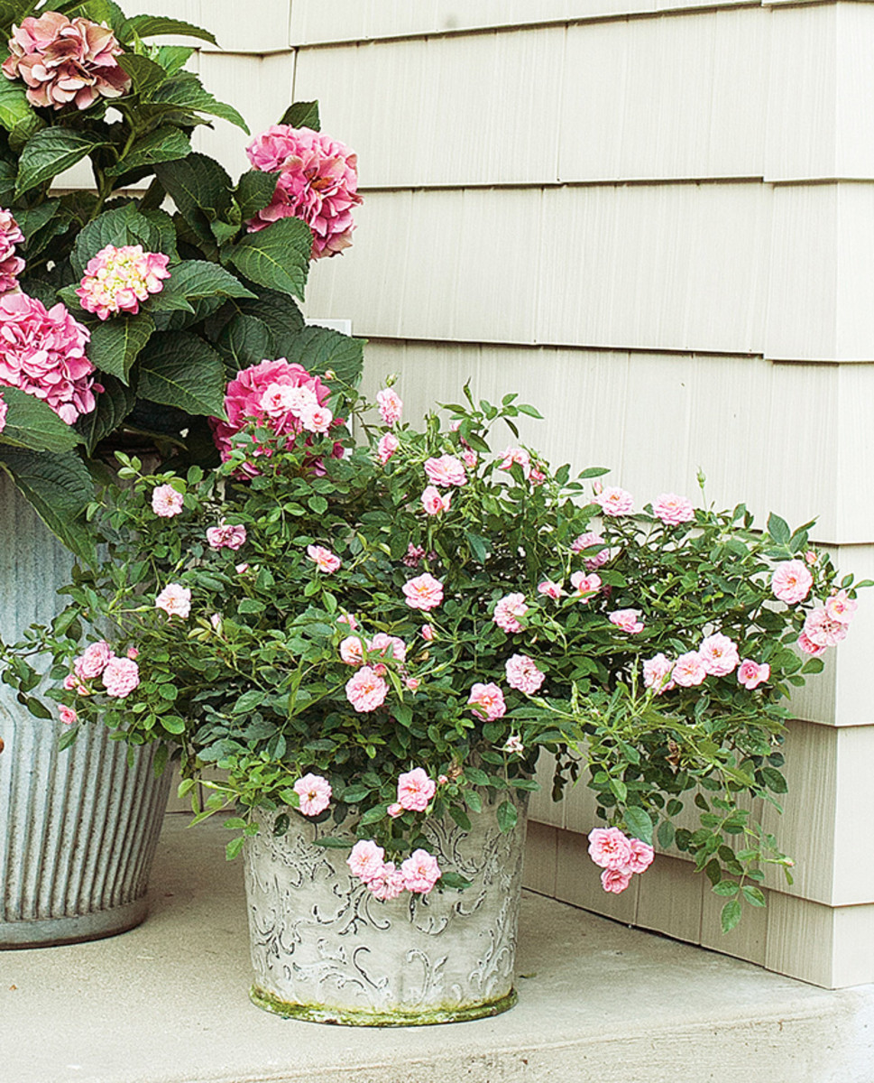 Oso Easy Pink Cupcake rose occupies this front-step pot.