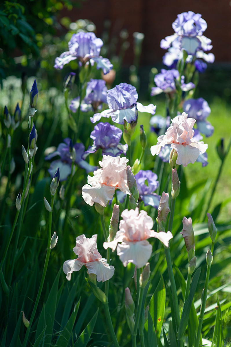 Irises—so pretty until a closer look reveals the weeds they're wont to shelter.