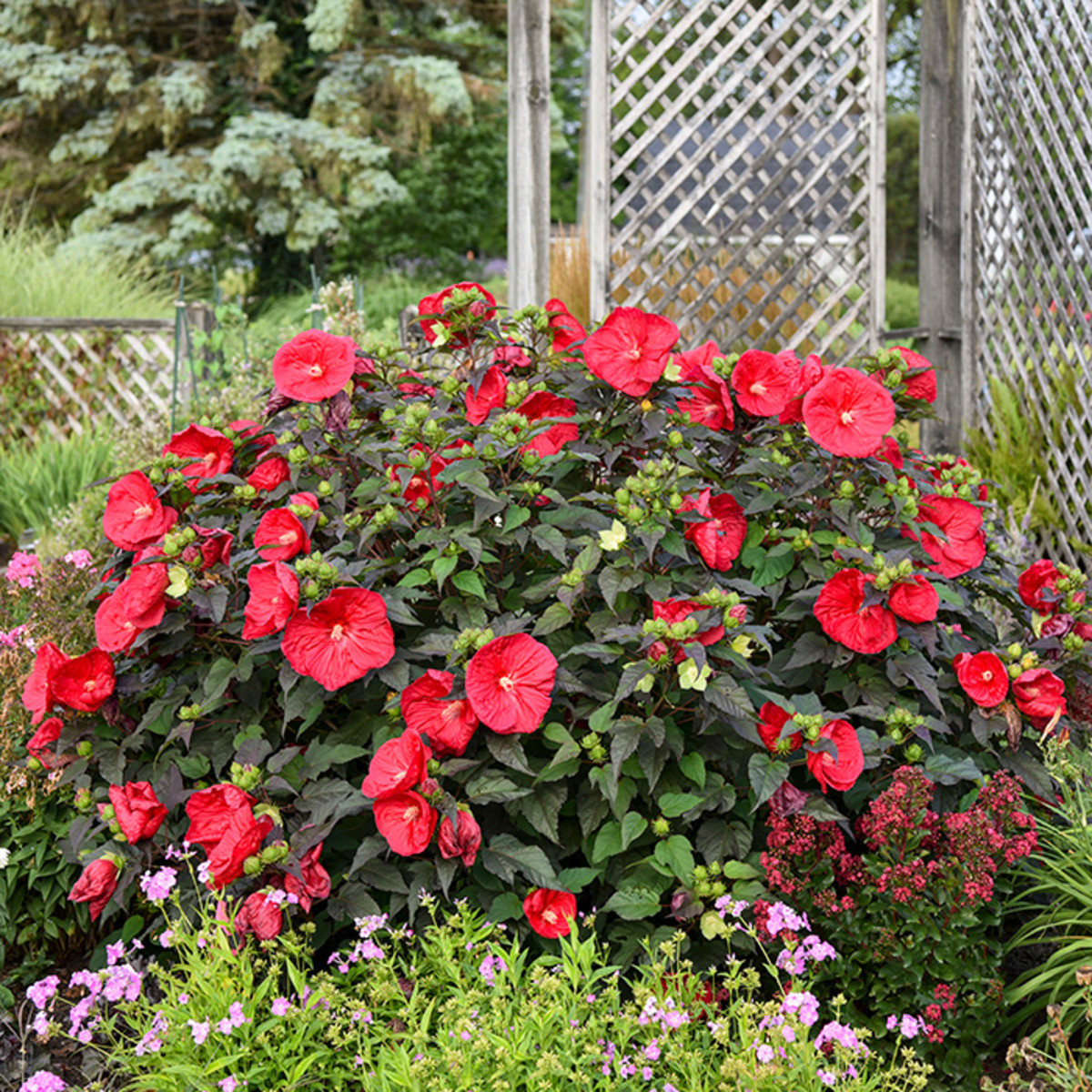'Mars Madness' hardy hibiscus shares its large presence from late spring to autumn.