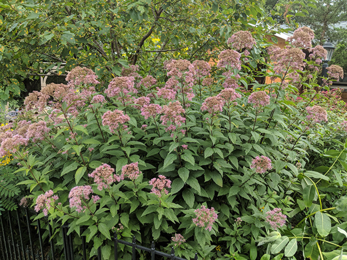 Joe-pye weed stands tall and blooms in late summer.