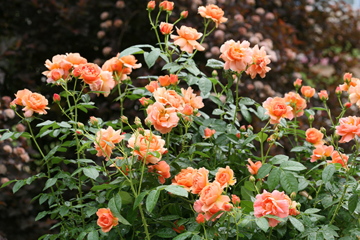 At Last blooms from spring into fall, with warm apricot roses that fade to peach.