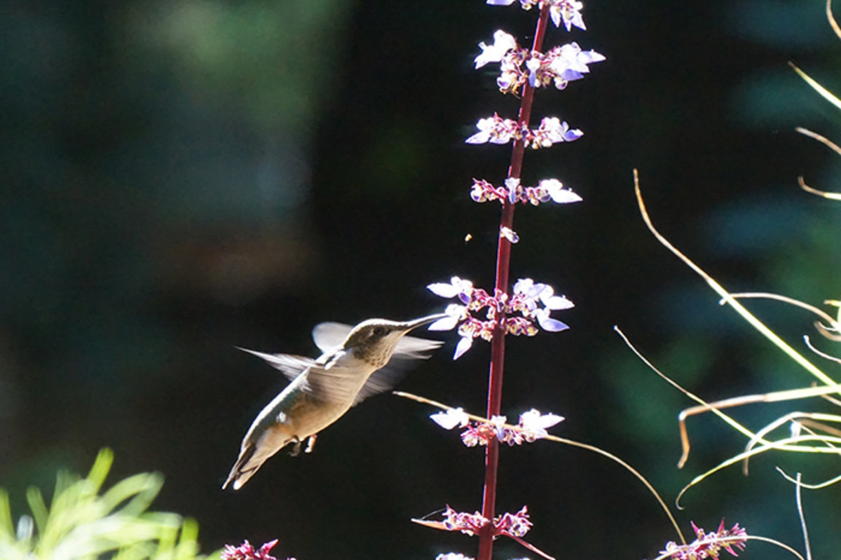 A ruby-throated hummingbird visits a coleus that was allowed to bloom.