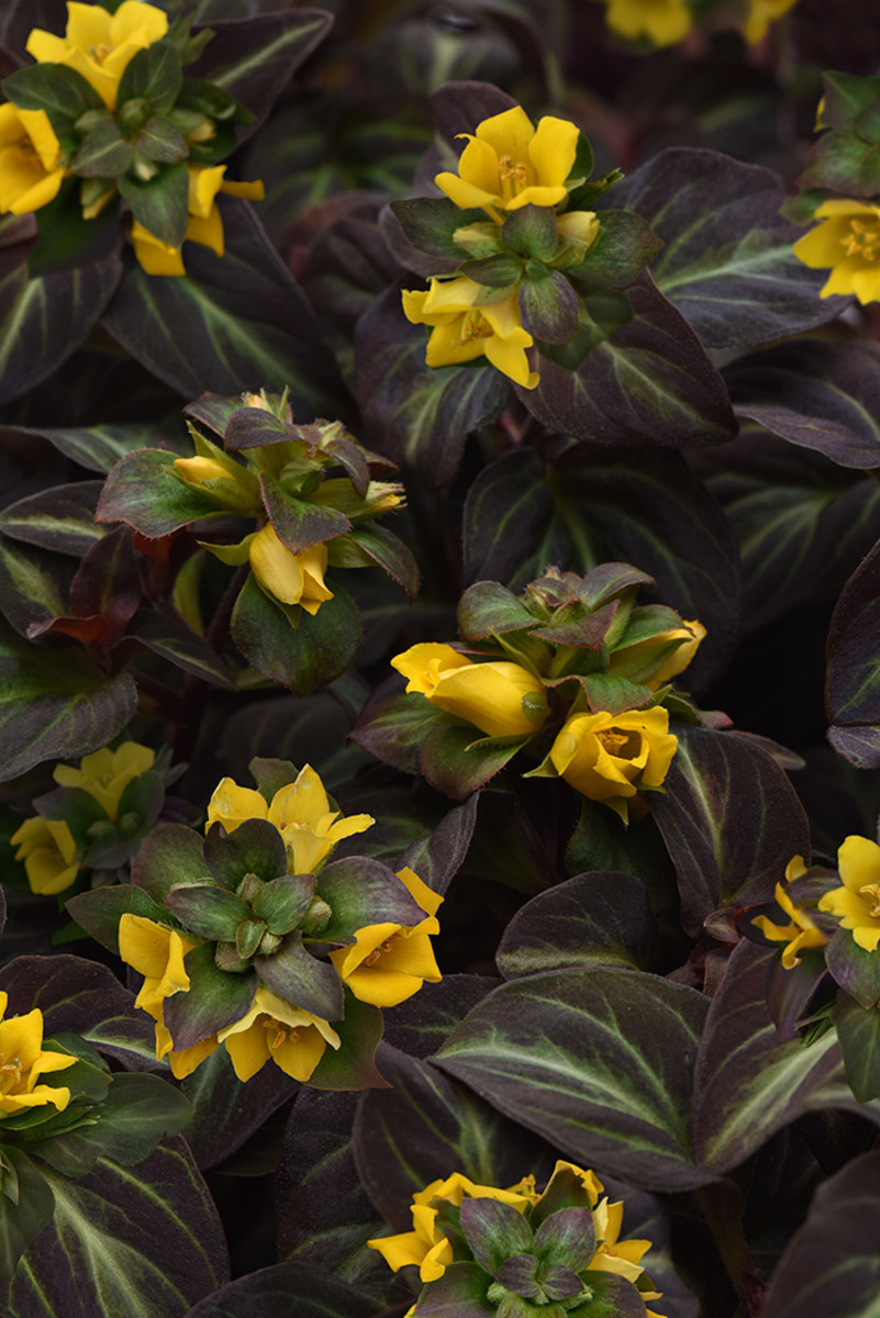 'Night Light' moneywort has golden flowers and silvery green-veined purple leaves.