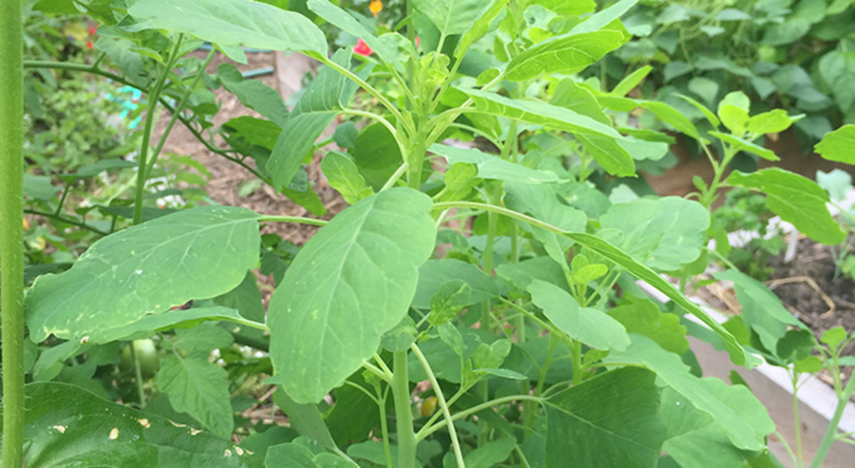 Papalo is a Mexican herb that tastes similar to cilantro but grows better in heat.