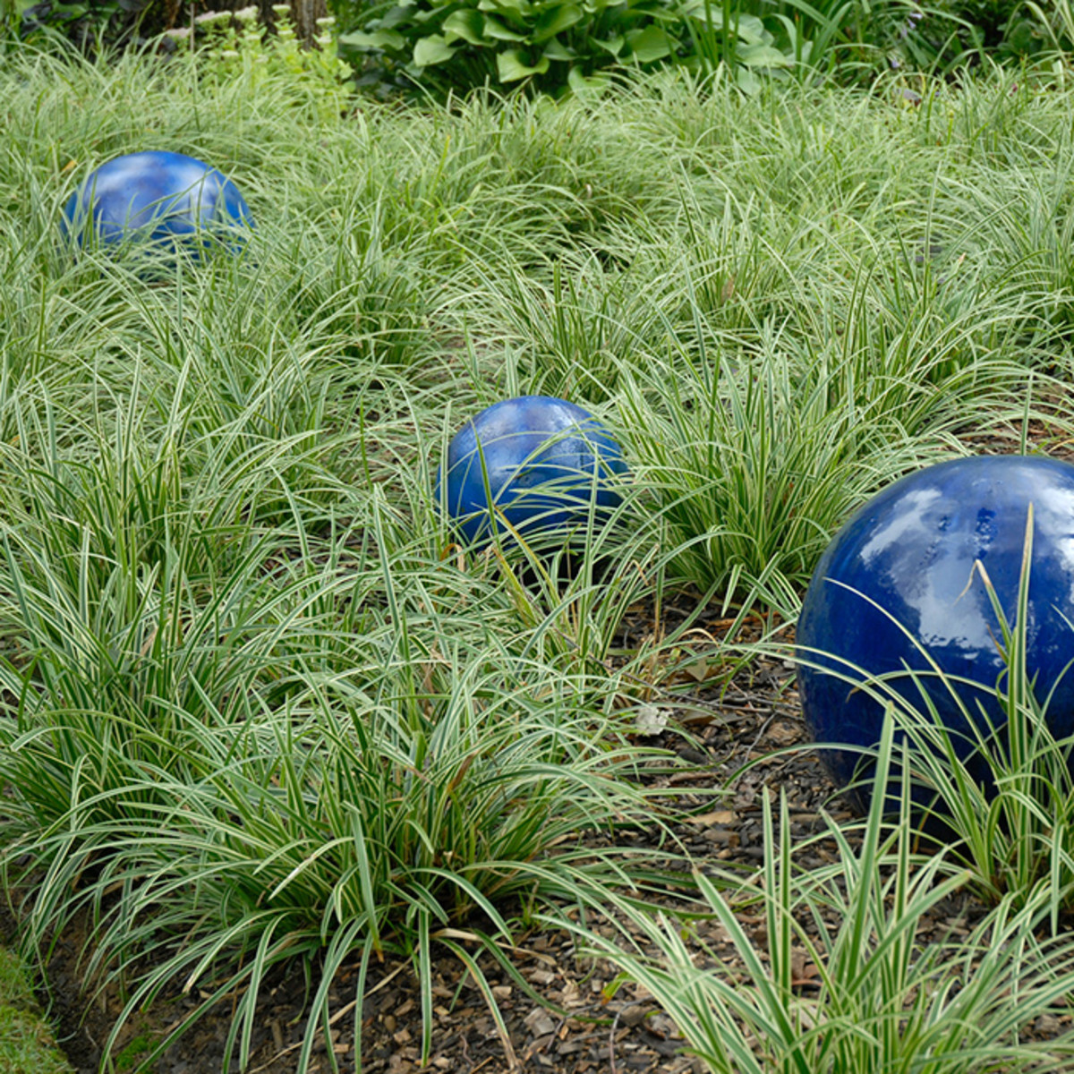 'Ice Dance' carex is one example of an ornamental grass for shade.