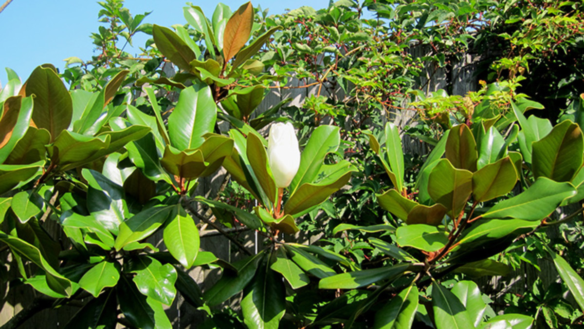 'Edith Bogue' magnolia