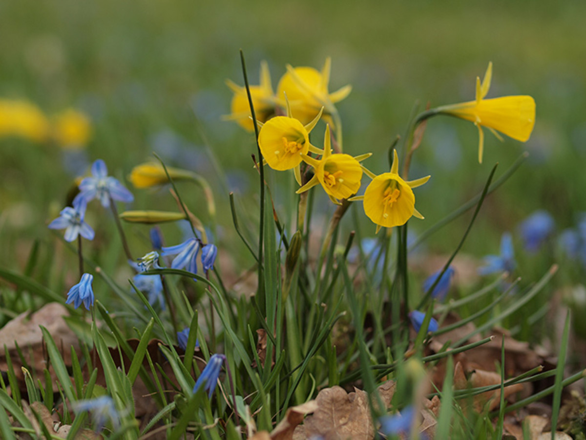 The species Narcissus bulbicodium is a 6- to 8-inch-tall daffodil with uniquely shaped flowers that inspire its common name, petticoat daffodil. Here it is shown with blue squill, or scilla.