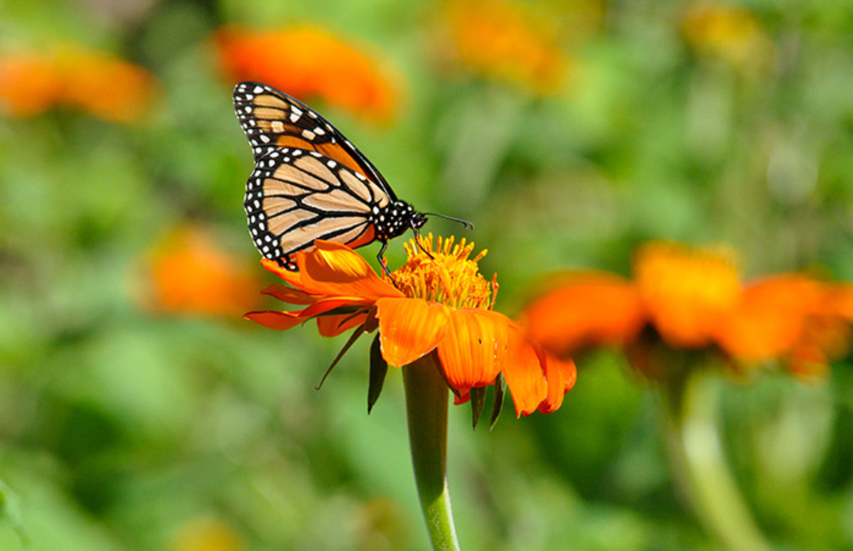 A monarch butterfly feeds from a zinnia.
