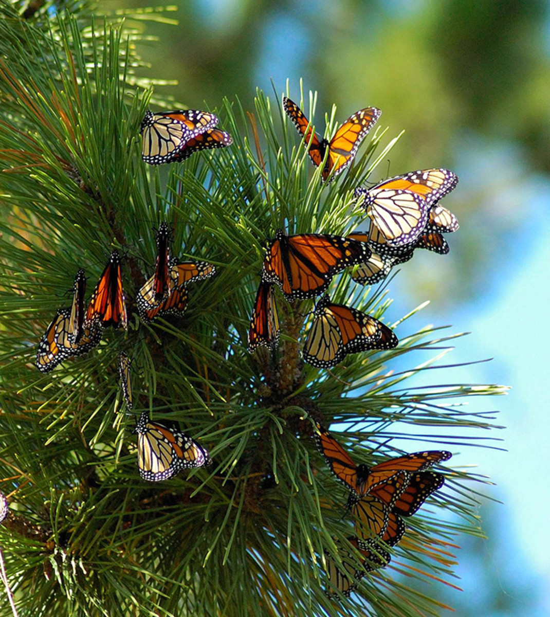 Monarchs travel alone, but they rest together overnight, typically roosting in evergreen conifers.