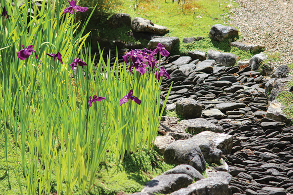 Water-loving Japanese iris hug the side of this streambed.