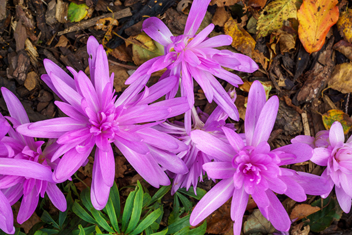 'Waterlily' colchicum, a fall bloomer.