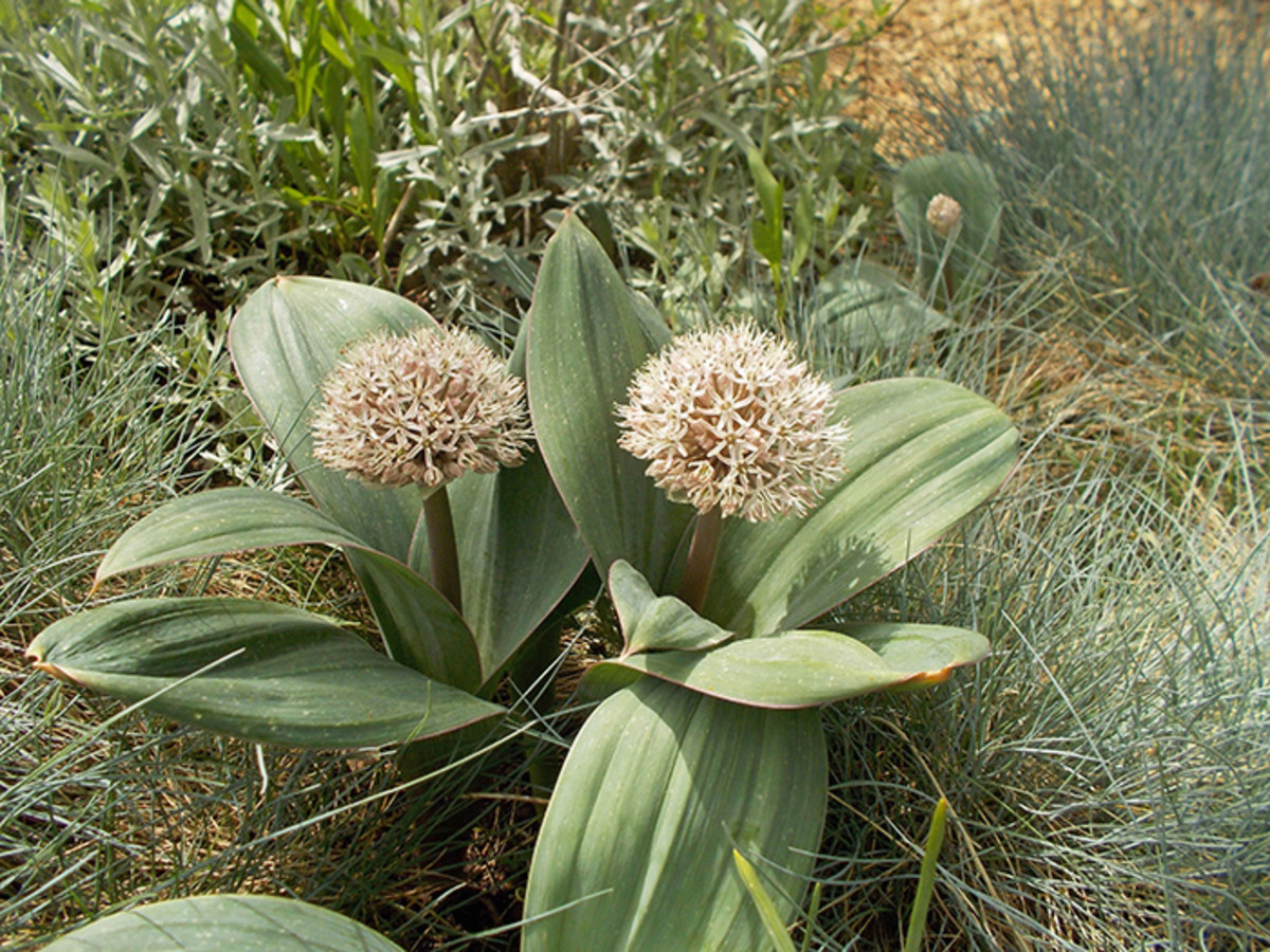 Allium karataviense has broad foliage framing its large early-summer flowers.