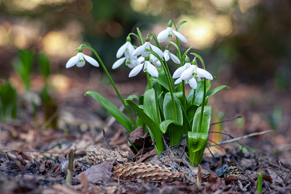 Snowdrops are known to bloom while the snow may still fly.